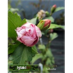 Hibiscus syriacus - Ketmia syryjska różowa FOTO 
