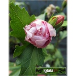 Hibiscus syriacus - Ketmia syryjska różowa FOTO 