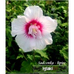 Hibiscus syriacus - Ketmia syryjska biała z różowym środkiem FOTO