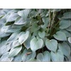 Hosta Fortunei Hyacinthina - Funkia Fortunea Hyacinthina - niebieski liść, wys. 60, kw 7/8 C2