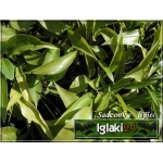 Hosta Fortunei Lancifolia - Funkia Fortunea Lancetolistna - zielone liście, wys. 35, kw 8/9 C2