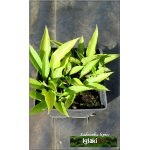 Hosta Fortunei Lancifolia - Funkia Fortunea Lancetolistna - zielone liście, wys. 35, kw 8/9 C2