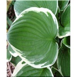 Hosta Francee - Funkia Francee - zielony biały brzeg liścia, wys. 75, kw 6/7 C2