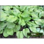 Hosta Stirfy - Funkia Stirfy - ciemnozielone, błyszczące liście, wys. 30, kw. 7 C2