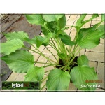 Hosta Stirfy - Funkia Stirfy - ciemnozielone, błyszczące liście, wys. 30, kw. 7 C2