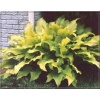 Hosta Sun Power - Funkia Sun Power - jasnożółte liście, wys. 55, kw 7/8 C2