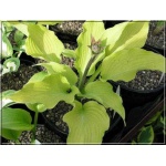 Hosta Sun Power - Funkia Sun Power - jasnożółte liście, wys. 55, kw 7/8 C2
