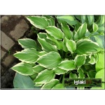 Hosta Undulata Albomarginata - Funkia Undulata Albomarginata - zielona z białym brzegiem , wys. 45, kw 6/7 C2