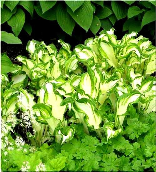 Hosta Undulata Mediovariegata - Funkia Undulata Mediovariegata - zielone z kremowobiałym wnętrzem, wys. 50, kw. 6 C2