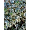 Hydrangea anomala petiolaris Silver Lining - Hortensja pnąca Silver Lining - białe FOTO