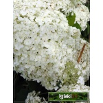 Hydrangea arborescens Annabelle - Hortensja krzewiasta Annabelle - kremowobiałe C2 20-40cm