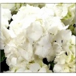 Hydrangea Forever&Ever White - Hortensja White - białe FOTO