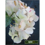 Hydrangea Forever&Ever White - Hortensja White - białe FOTO