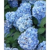 Hydrangea macrophylla Early Blue - Hortensja ogrodowa Early Blue - niebieskie lub różowe FOTO