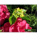 Hydrangea macrophylla - Hortensja ogrodowa czerwona C1 10-20cm