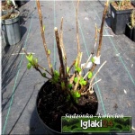 Hydrangea macrophylla - Hortensja ogrodowa czerwona C3 20-40cm