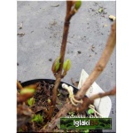 Hydrangea macrophylla - Hortensja ogrodowa różowa C3 20-40cm