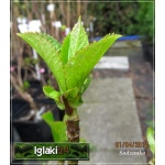 Hydrangea macrophylla - Hortensja ogrodowa różowa C3 20-40cm