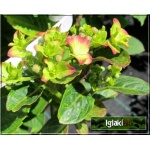 Hydrangea macrophylla - Hortensja ogrodowa różowa C1,5 20-30cm