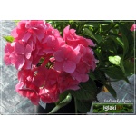 Hydrangea macrophylla - Hortensja ogrodowa różowa C_15 50-70cm