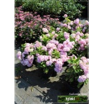 Hydrangea macrophylla - Hortensja ogrodowa różowa C_15 50-70cm