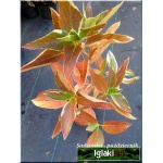 Hydrangea macrophylla Maculata - Hortensja ogrodowa Maculata - Hydrangea macrophylla Variegata - Hortensja ogrodowa Variegata - biało-fioletowe FOTO 