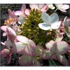 Hydrangea paniculata Ammarin - Hortensja bukietowa Ammarin FOTO