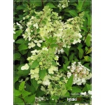 Hydrangea paniculata Harrys Souvenir - Hortensja bukietowa Harrys Souvenir - białe C3 20-60cm