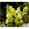 Hydrangea paniculata Magical Moonlight - Hortensja bukietowa Magical Moonlight - zielonkawo-białe FOTO