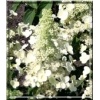 Hydrangea paniculata Magical Himalaya - Hortensja bukietowa Magical Himalaya - białe FOTO