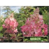 Hydrangea Paniculata Pinky Winky - Hortensja bukietowa Pinky Winky - biało-różowe FOTO