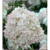Hydrangea paniculata Swat Summer - Hortensja bukietowa Swat Summer - biało-różowe FOTO