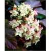 Hydrangea quercifolia - Hortensja dębolistna - białe FOTO