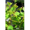 Hydrangea serrata Speciosa - Hortensja piłkowana Speciosa - białoróżowe C3 20-60cm 