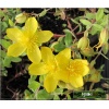 Hypericum cerastoides - Dziurawiec rogownicowaty - żółte, wys. 15, kw 5/9 FOTO