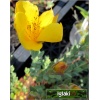 Hypericum polyphyllum Grandiflorum - Dziurawiec wielolistny Grandiflorum - żółty, wys 25, kw 6/9 FOTO