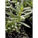 Hyssopus officinalis - Hyzop lekarski - zioło, fioletowe, wys. 60, kw. 8 FOTO zzzz