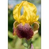 Iris barbata Pinnacle - Kosaciec bródkowy Pinnacle - żółte, wys. 90, kw. 6/7 FOTO  