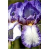 Iris barbata Ribbon Round - Kosaciec bródkowy Ribbon Round - fioletowe, wys. 80, kw. 6/7 FOTO