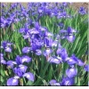 Iris sibirica Annick - Kosaciec syberyjski Annick - Irys syberyjski Annick - niebieske, wys. 60, kw. 5/6 C0,5 xxxy
