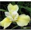 Iris sibirica Butter and Sugar - Irys Kosaciec syberyjski Butter and Sugar - żółte, wys. 100, kw. 5/6 C0,5 zzzz xxxy