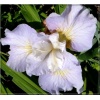 Iris sibirica Dawn Waltz - Kosaciec syberyjski Dawn Waltz - Irys syberyjski Dawn Waltz - kwiat różowo-lawendowy, wys. 65, kw. 6/7 C0,5 P