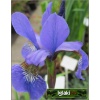 Iris sibirica - Kosaciec syberyjski - Irys syberyjski - niebieski, niebiesko-fioletowy wys 70, kw 5/7 C2 xxxy