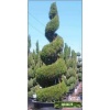 Juniperus chinensis Spartan - Jałowiec Chiński Spartan Bonsai FOTO