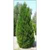 Juniperus chinensis Spartan - Jałowiec Chiński Spartan FOTO