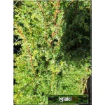 Juniperus chinensis Stricta - Jałowiec chiński Stricta C2 30-40cm 