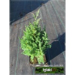 Juniperus chinensis Stricta - Jałowiec chiński Stricta FOTO