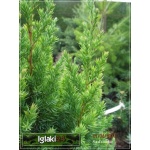 Juniperus chinensis Stricta - Jałowiec chiński Stricta FOTO