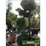 Juniperus Communis + Chamaecyparis -  Jałowiec Pospolity + Cyprysik -  mix - Bonsai FOTO