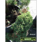 Juniperus Communis + Chamaecyparis -  Jałowiec Pospolity + Cyprysik -  mix - Bonsai FOTO